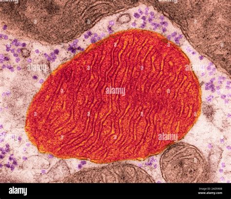 Mitocondria de una célula del músculo cardíaco mostrando numerosos