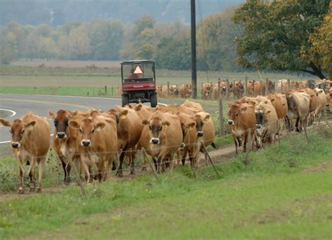 cattle college  agricultural sciences
