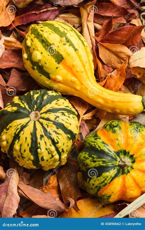 Gourds On Autumn Leaves Stock Photo Image Of Dried Season 45890662