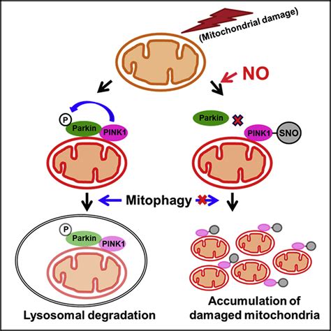 S Nitrosylation Of Pink Attenuates Pink Parkin Dependent Mitophagy In