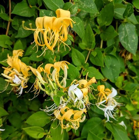 Lonicera Japonica Hall S Prolific P Pini Res Quissac