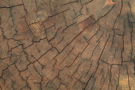 Old Tree Stump Texture Background 9806406 Stock Photo At Vecteezy