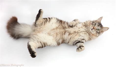 Silver tabby fluffy cat lying on his back photo WP42967