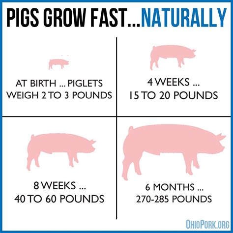 Pigs Grow Fast Naturally A Hog Can Be Full Grown At 5 6 Months Of Age