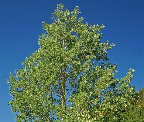 Populus Tremuloides Quaking Aspen North Carolina Extension Gardener Plant Toolbox