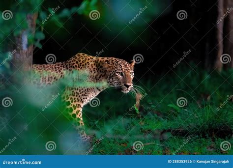 Leopard in Sri Lanka stock photo. Image of human, feline - 288353926