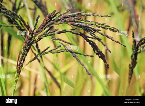 Close Up Of Hybrid Rice Paddy Plant Stalk With Grains From India Stock