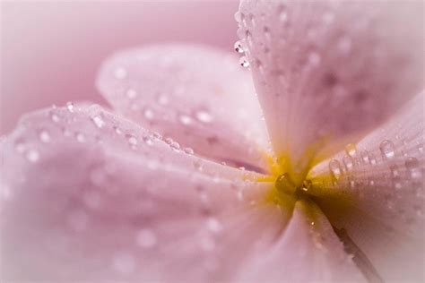 How to Shoot Abstract Flower Photography (Stunning Photos)