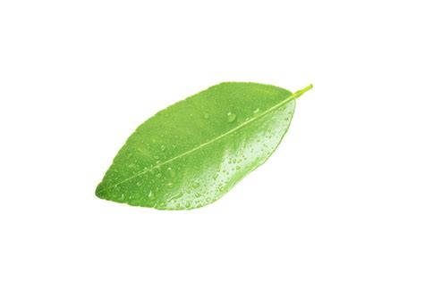 Premium Photo Lemon Leaf In Isolated With Clipping Path Green Leaves