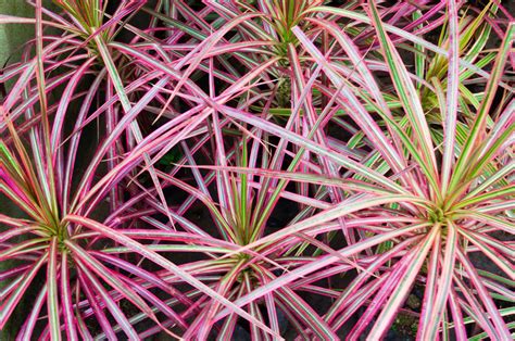 How To Grow A Dragon Tree Dracaena Marginata