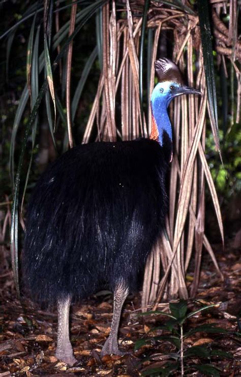 Southern Cassowary | BIRDS in BACKYARDS