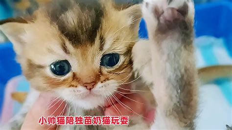 小帅猫甘当接盘侠，陪独苗小奶猫玩耍，只为多蹭几顿猫妈的月子餐 Youtube