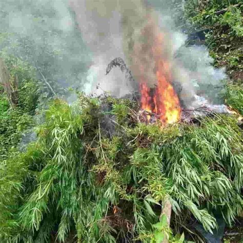 Incautan e incineran doce mil plantas de marihuana en Sabá Colón