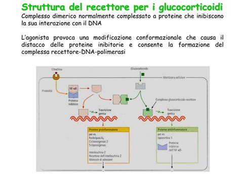 Ppt Vie Biosintetiche Degli Ormoni Steroidei Powerpoint Presentation