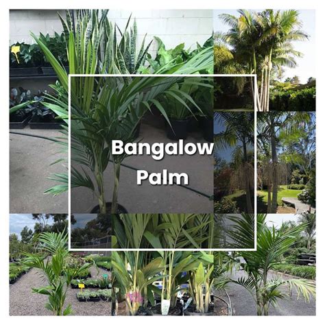 How to Grow Bangalow Palm - Plant Care & Tips | NorwichGardener