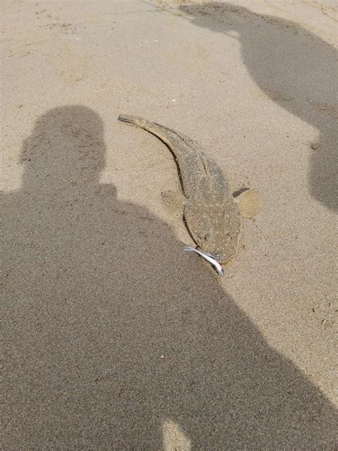 Pb Flathead And Flounder On Soft Plastics Port Hacking Saltwater