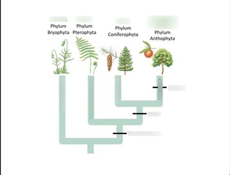 Plantae Phylogenetic Tree Diagram | Quizlet