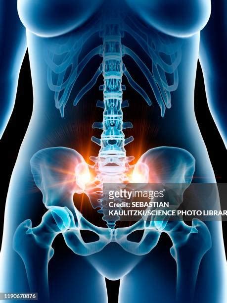 221 Female Pelvic Anatomy Stock Photos, High-Res Pictures, and Images - Getty Images