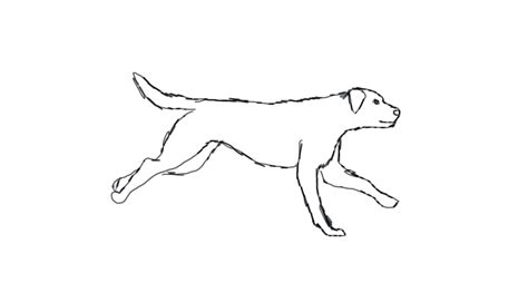 Animation Dog Running By Saakumi On Deviantart