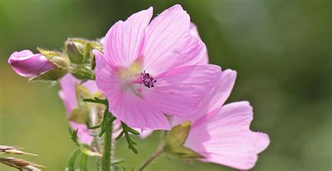 Fria Bild Natur Blomma L V Sommar Vild Tr Dg Rd Kronblad Rosa V Xt