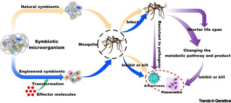 Symbionts And Gene Drive Two Strategies To Combat Vector Borne Disease