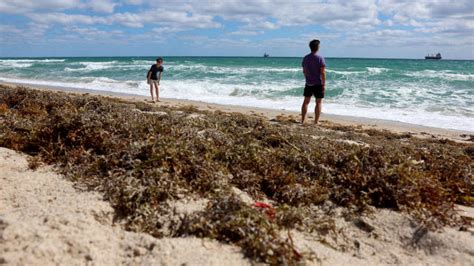 Photos show seaweed 'blob' washing ashore in Florida