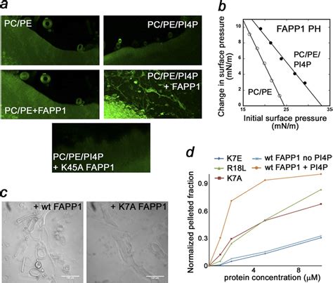 Binding Of The FAPP1 PH Domain To PtdIns 4 P Is Necessary For Membrane