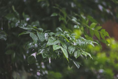 Raindrops on leaves · Free Stock Photo