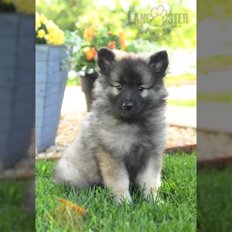 Keeshond Mix Puppies for Sale | Lancaster Puppies