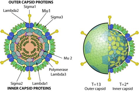 Orthoreovirus Viralzone