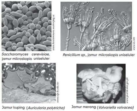 Struktur Tubuh Jamur Bagian Tubuh Jamur