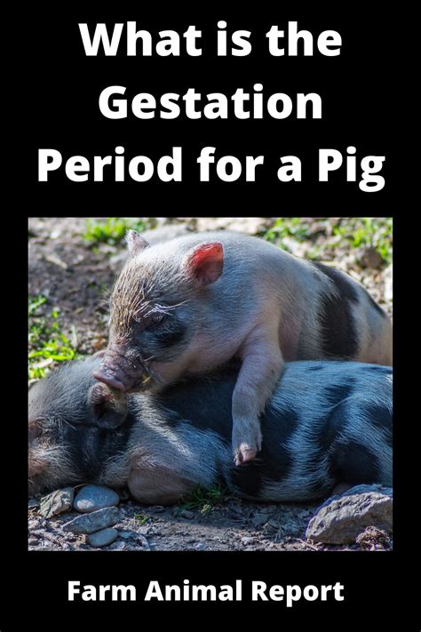 What Is The Gestation Period For A Pig