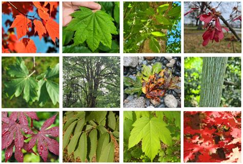 18 Different Types Of Maple Trees Identifying Features