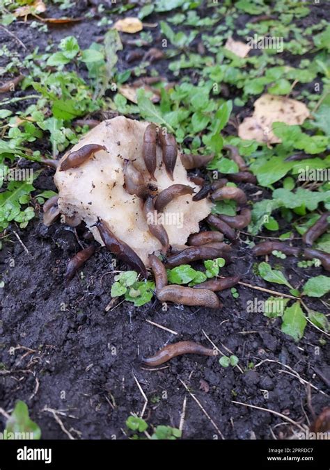 Schnecken Zerst Ren Champignon Pilze In Einem Sommergarten Als Beispiel