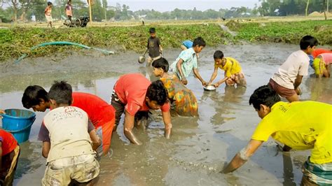 People Catching Catfish By Hand In Mud Water Pond Amazing Muddy Water