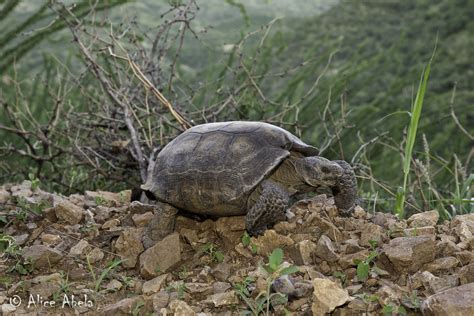 Morafkas Desert Tortoise Gopherus Morafkai Morafkas De Flickr