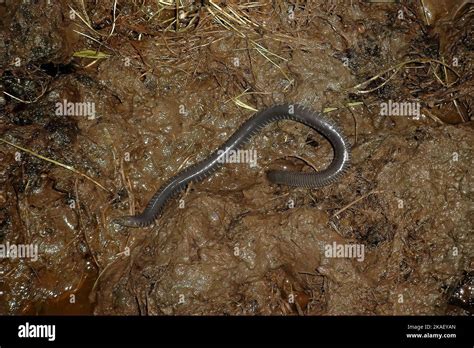 Closeup On A Rarely Photograhped African Amphibian Caecilian