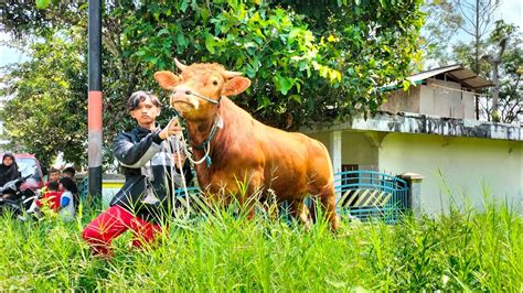 Sapi Jumbo Garut Gandiwa Bibit 1 Ton Up Kandang H Ayi Keluar Kandang