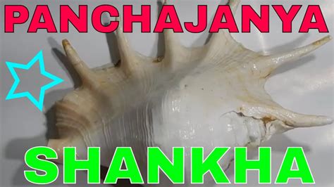 Panchajanya Shankha Panchajanya Conch Shell Lord Vishnu S Conch