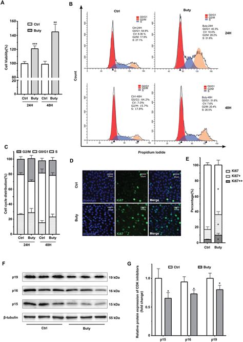 Butyrate Promotes C2c12 Myoblast Proliferation By Activating Erkmapk