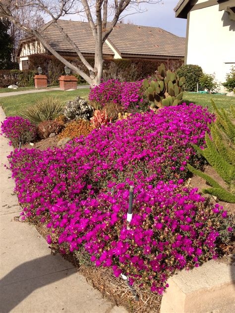 Why Is My Ice Plant Not Blooming at Carisa Macaulay blog