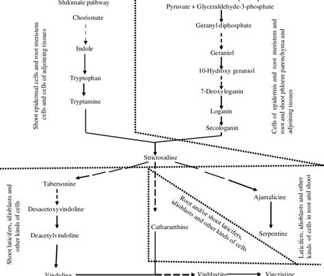 Biosynthetic Pathway For Terpenoid Indole Alkaloids Tias In