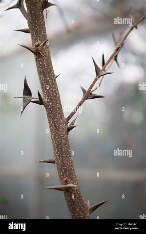 Akazien dornen Fotos und Bildmaterial in hoher Auflösung Alamy