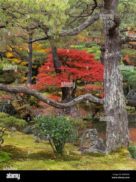 Autumn Leaves in Kyoto Japan Stock Photo - Alamy