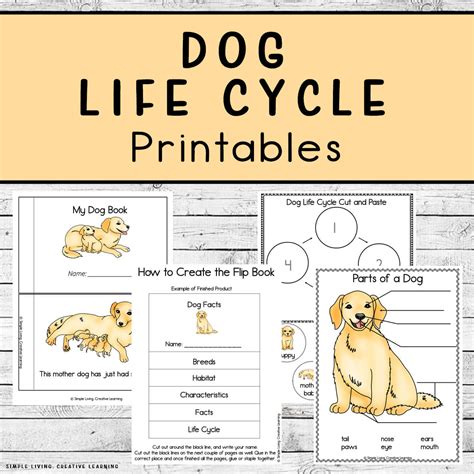 Life Cycle Diagram Of A Dog