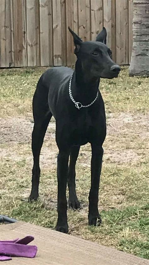 Black Doberman Puppy