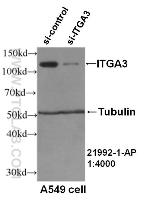 Integrin Alpha 3 抗体 コスモ・バイオ株式会社