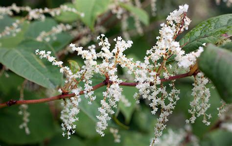The Affect Of Japanese Knotweed On Your House Survey Hut