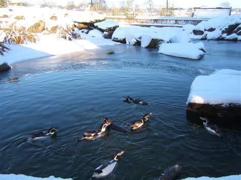 Penguin Enclosure Zoochat