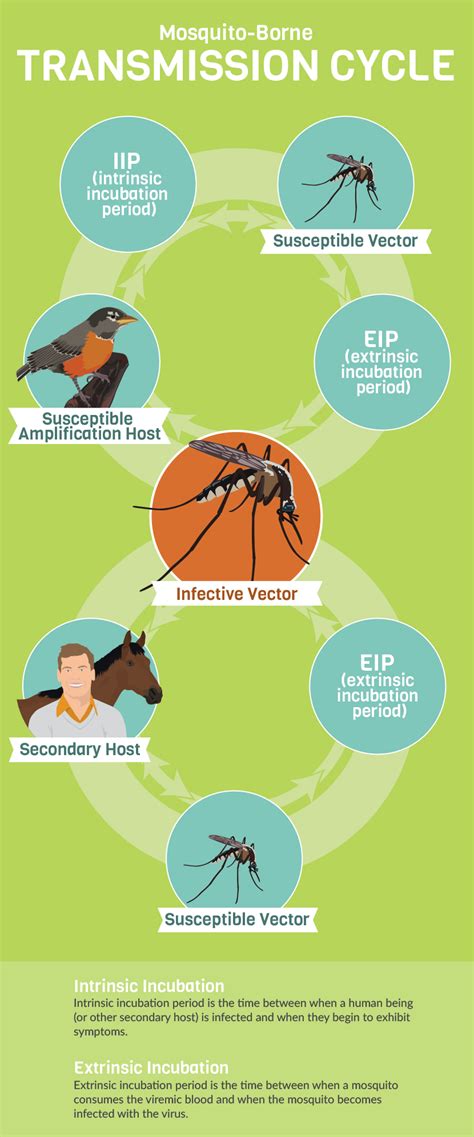 How to Prevent Mosquito-Borne Illnesses | Fix.com